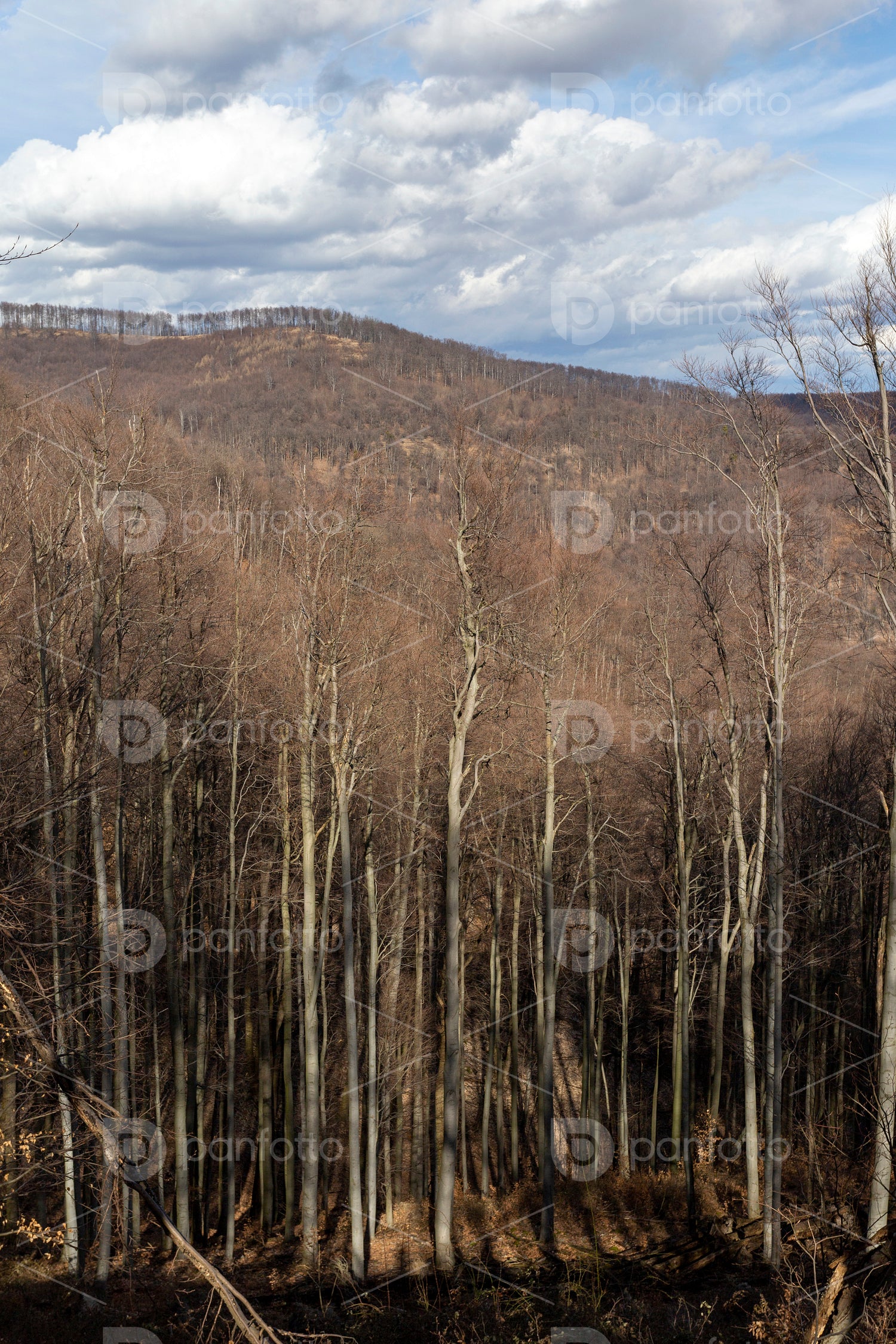 View from the Nagy-Hideg-hegy in the Börzsöny