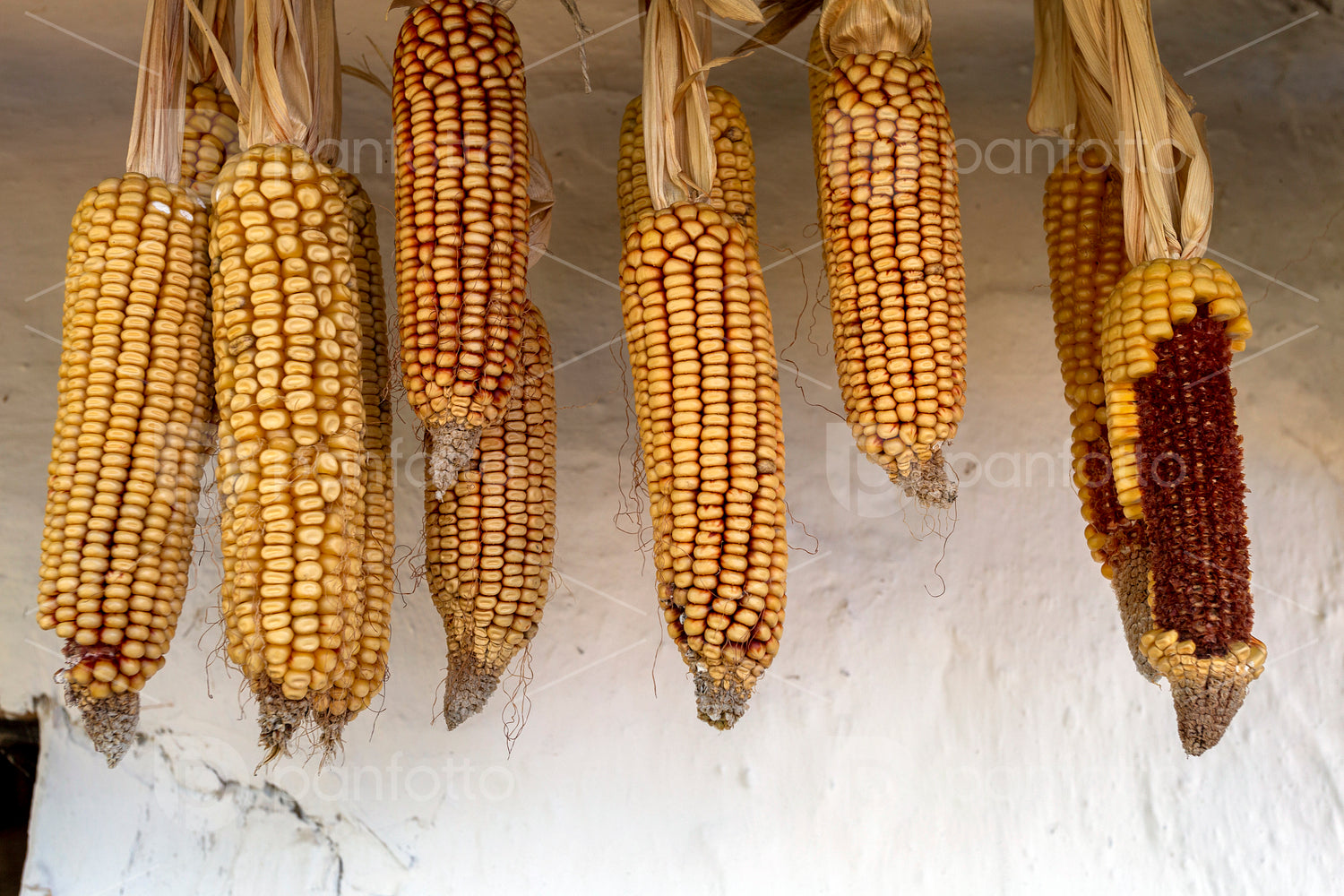 Hanged corn cobs in Szalafő