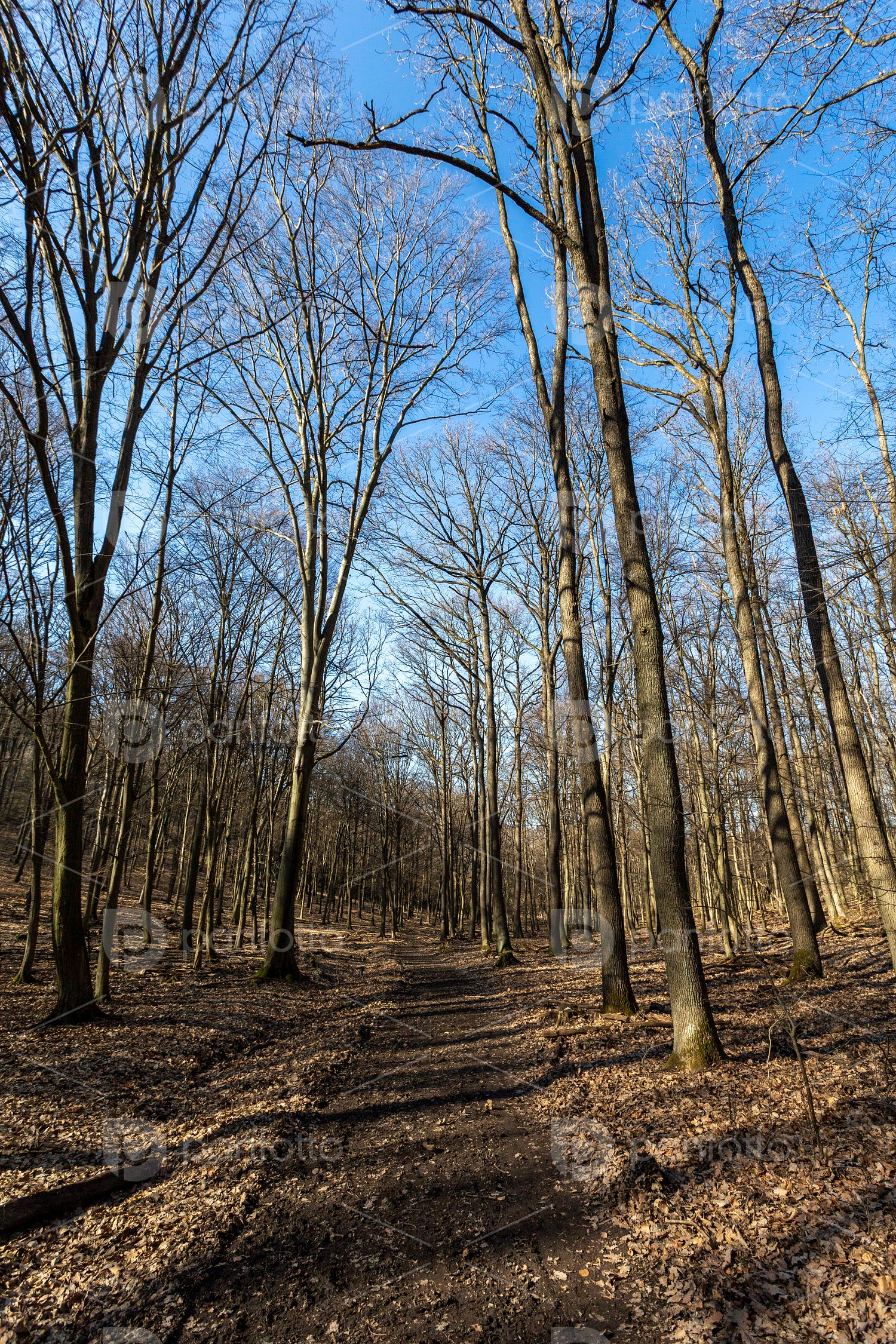 Hiking trail on the Nagy-Sas-hegy in the Börzsöny