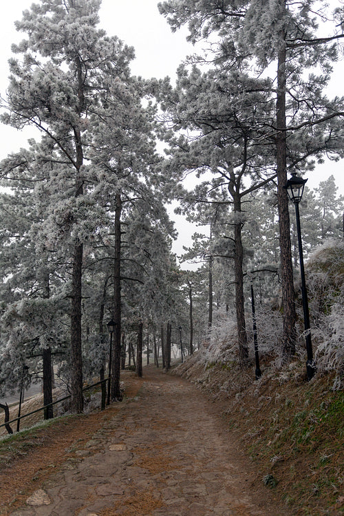Frosty pine trees in a winter forest