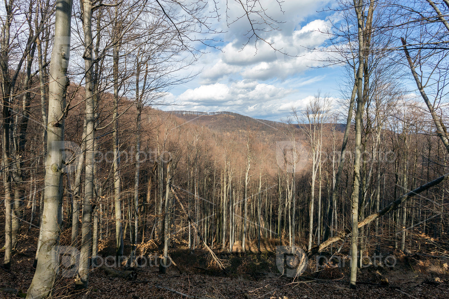 View from the Nagy-Hideg-hegy in the Börzsöny