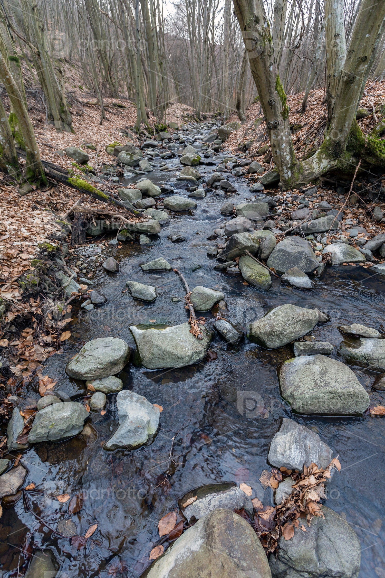 Small creek on the Nagy-Hideg-hegy in the Börzsöny