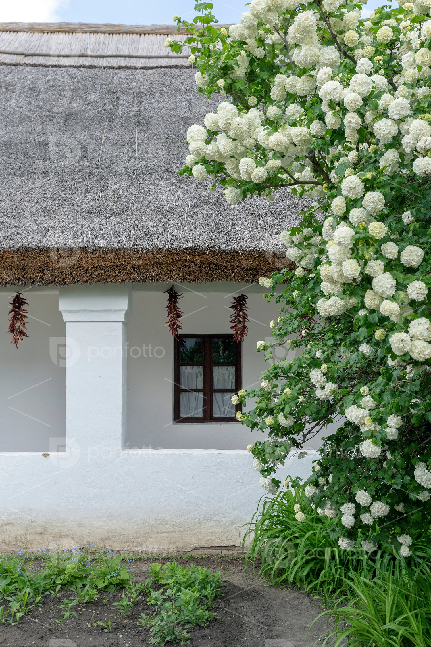 Traditional cottage house of Sükősd