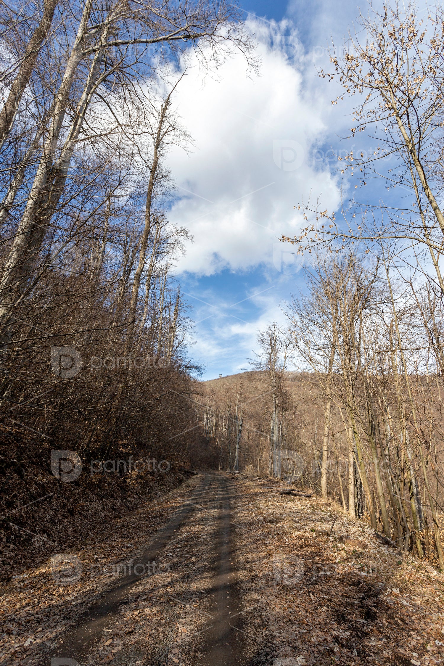Hiking trail on the Nagy-Hideg-hegy in the Börzsöny