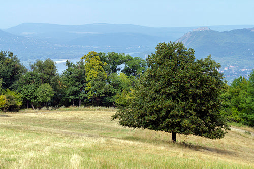 Meadow in the Pilis mountain