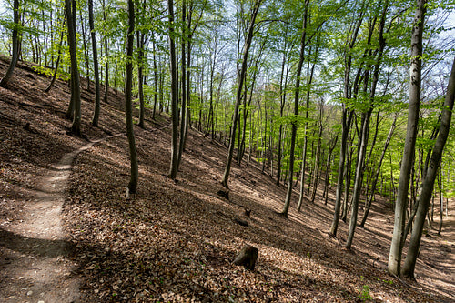 Spartacus trail in the Visegrád Mountains