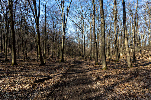 Hiking trail on the Nagy-Sas-hegy in the Börzsöny