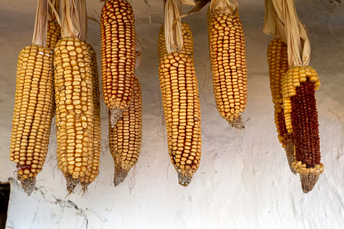 Hanged corn cobs in Szalafő
