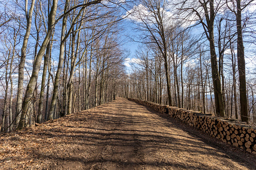 Hiking trail on the Nagy-Hideg-hegy in the Börzsöny