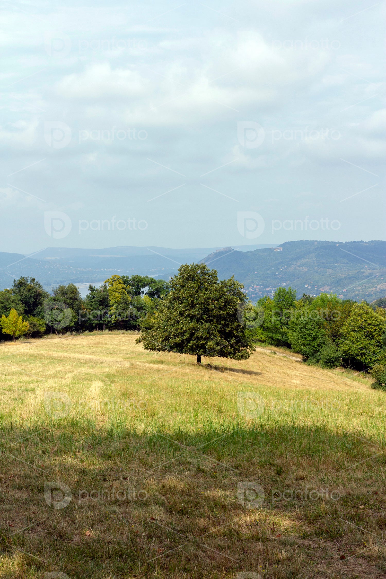 Meadow in the Visegrád mountains