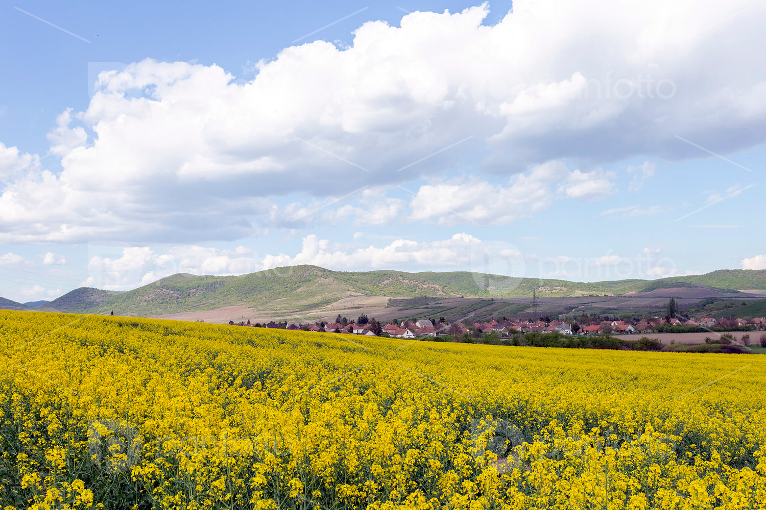 Canola field in the Zemplén