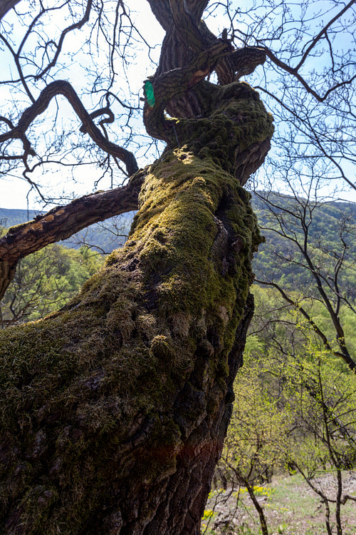 Mossy tree in the Visegrád Mountains