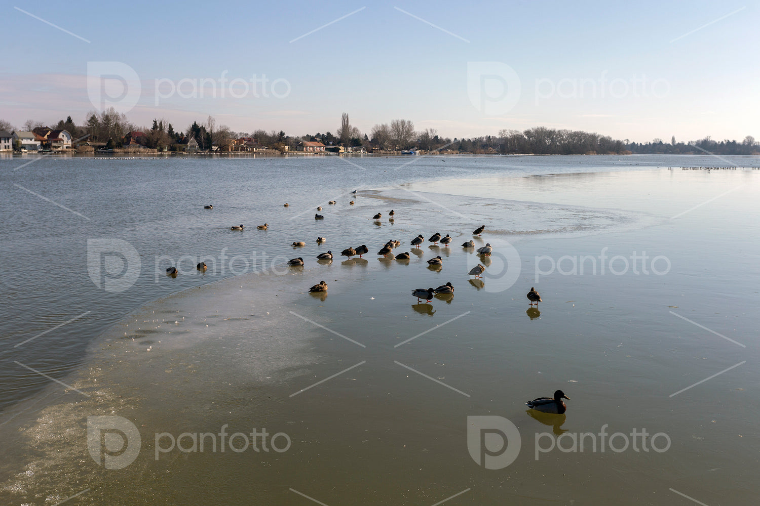 Mallards on the Danube at Ráckeve