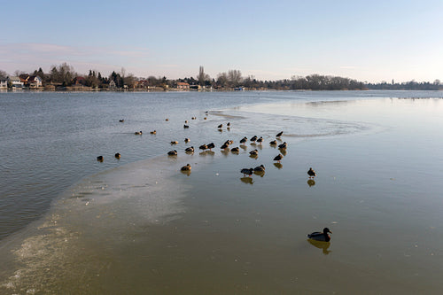Mallards on the Danube at Ráckeve