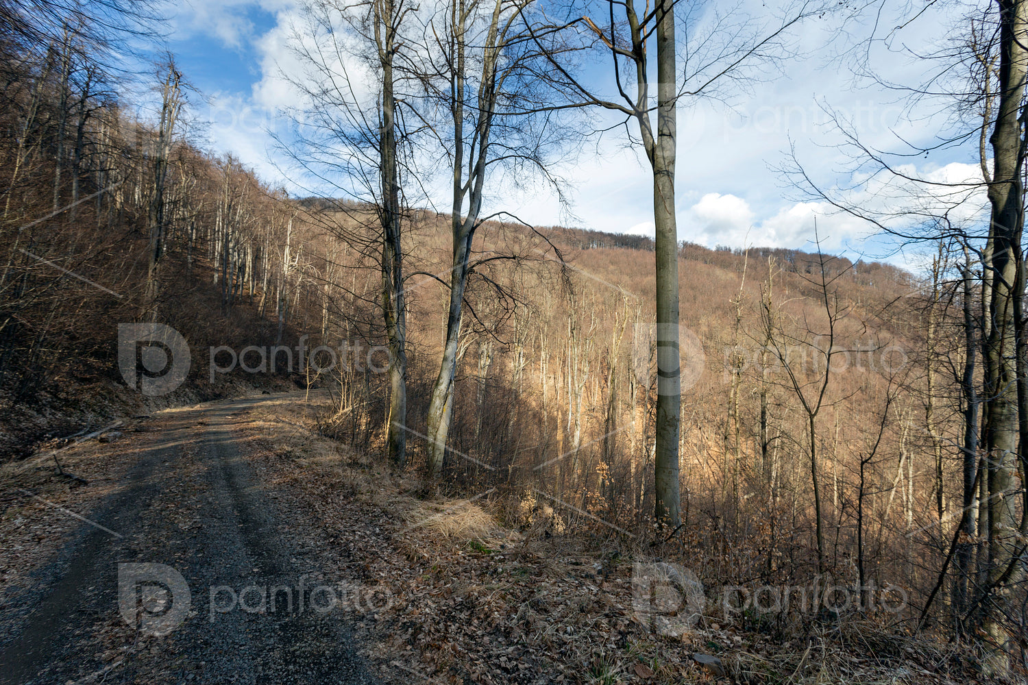 Hiking trail on the Nagy-Hideg-hegy in the Börzsöny
