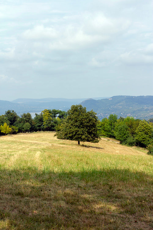 Meadow in the Visegrád mountains