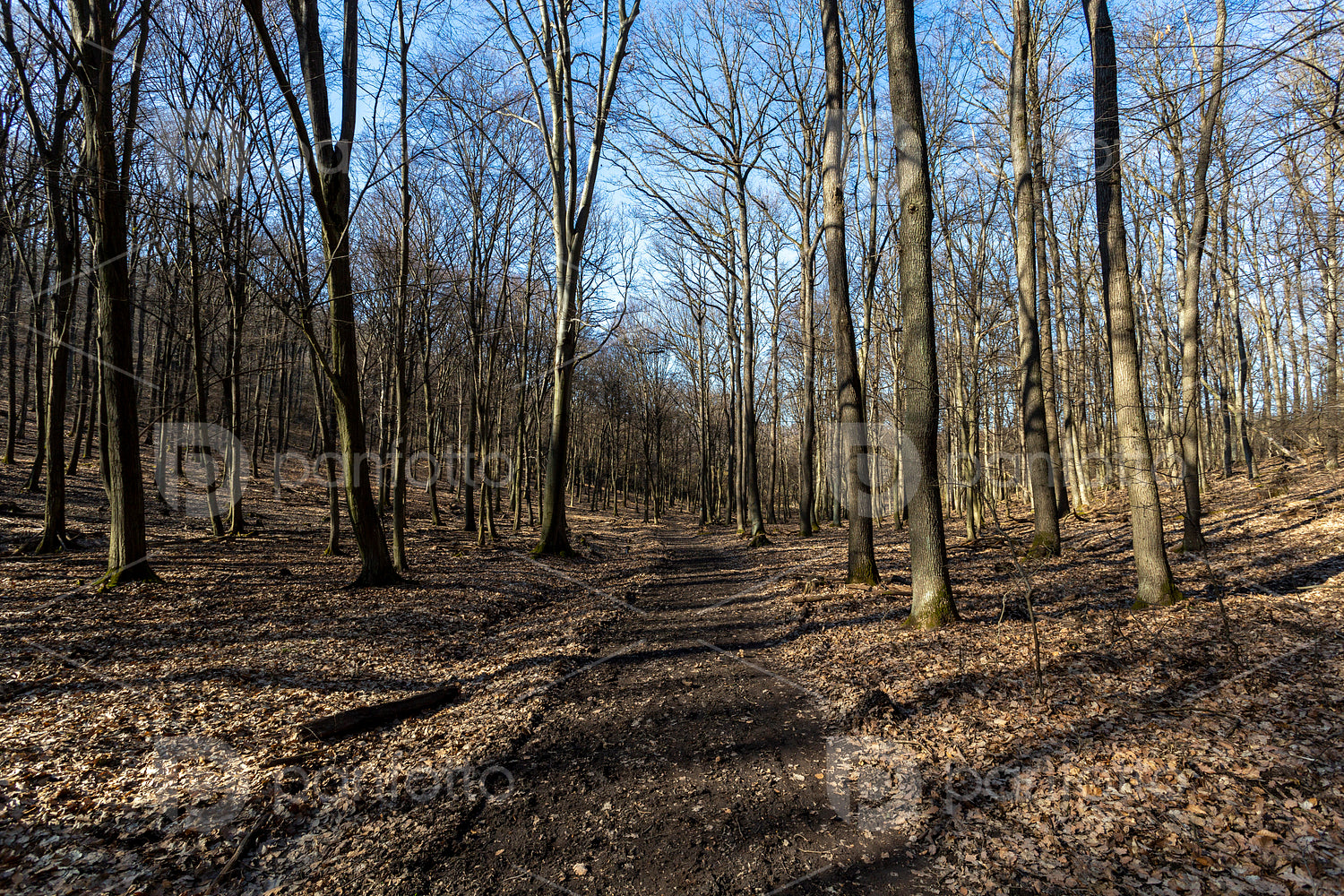 Hiking trail on the Nagy-Sas-hegy in the Börzsöny