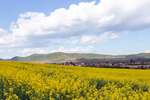 Canola field in the Zemplén