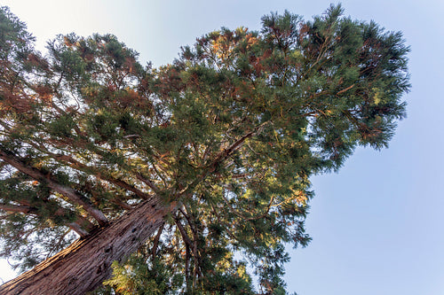 Giant redwood in the garden of the Royal Palace of Godollo