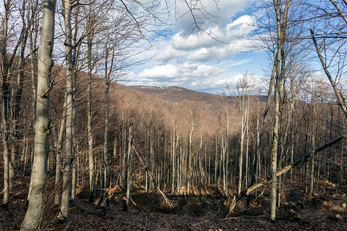 View from the Nagy-Hideg-hegy in the Börzsöny