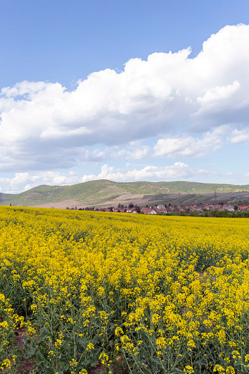 Canola field in the Zemplén