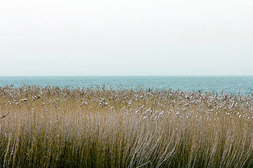 Reeds at Balaton