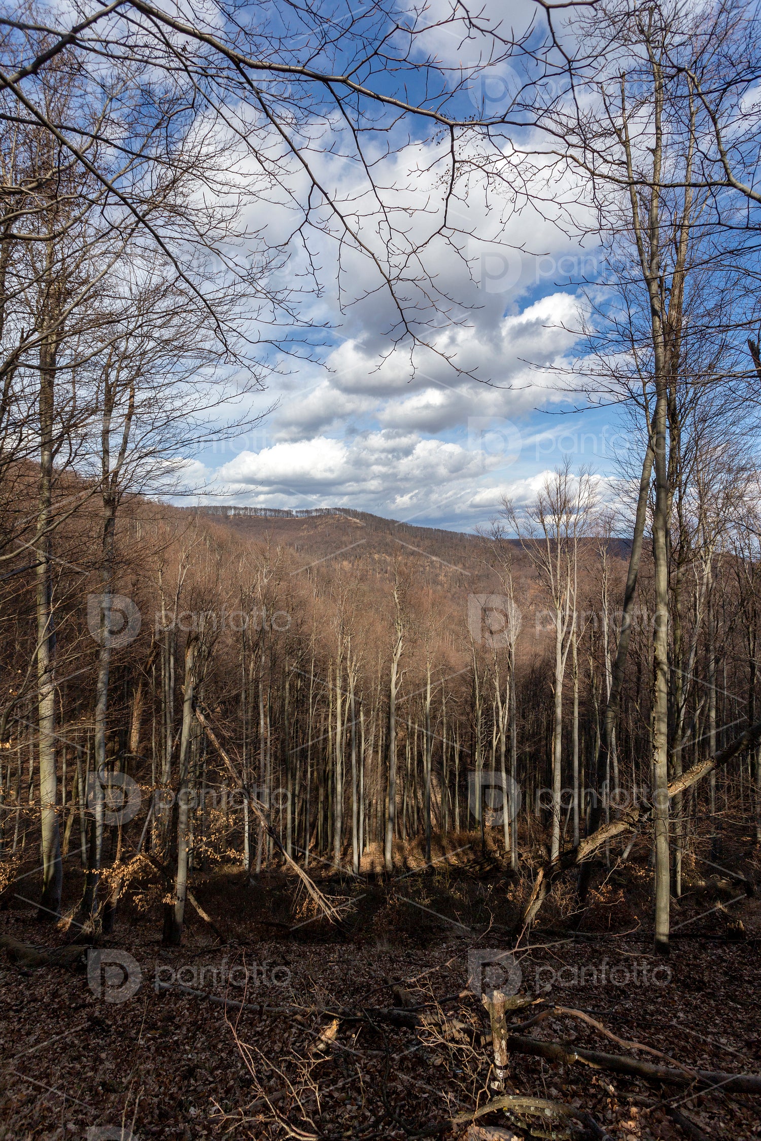 View from the Nagy-Hideg-hegy in the Börzsöny
