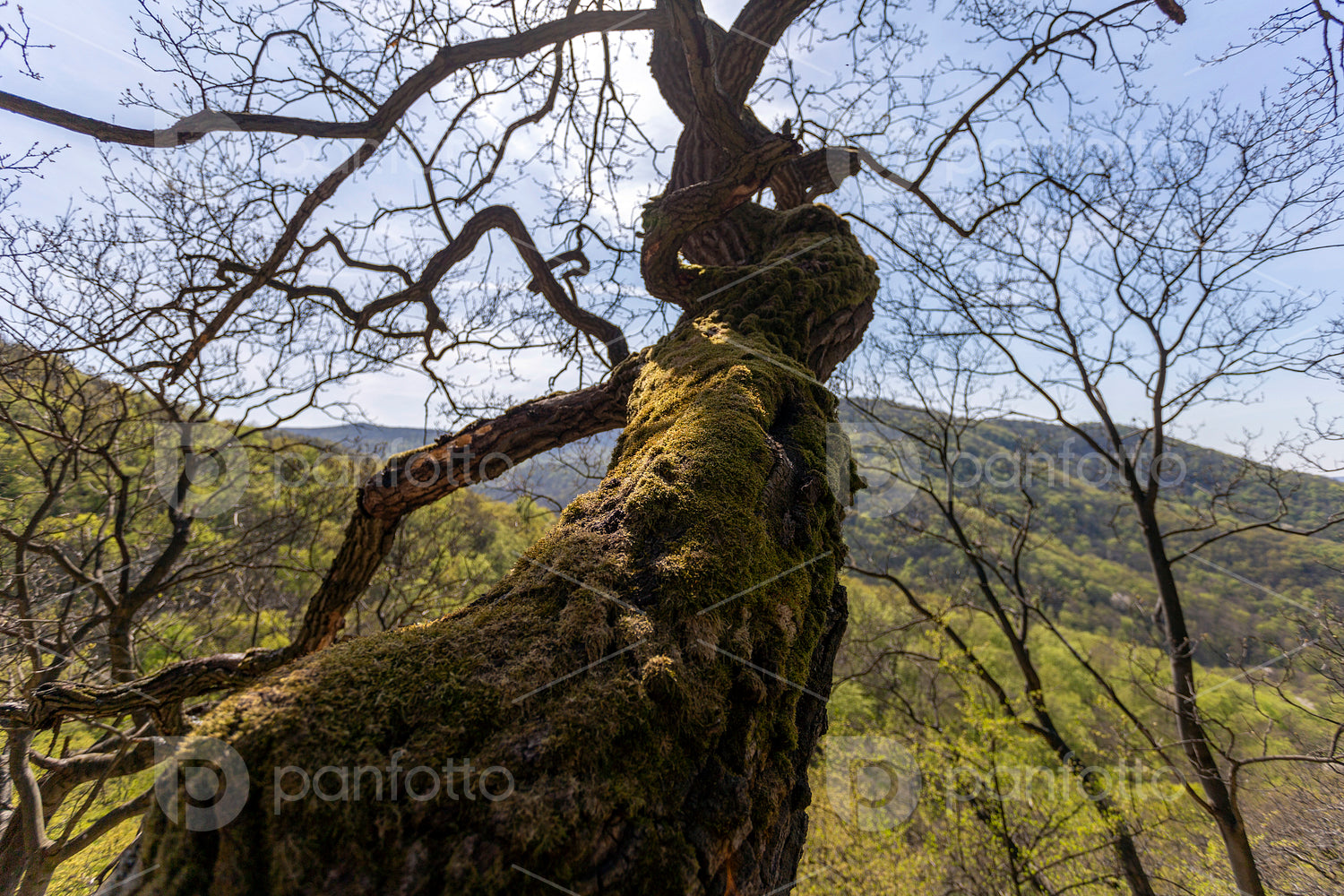 Mossy tree in the Visegrád Mountains