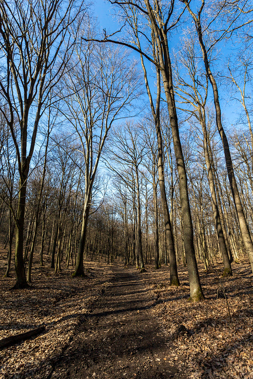 Hiking trail on the Nagy-Sas-hegy in the Börzsöny