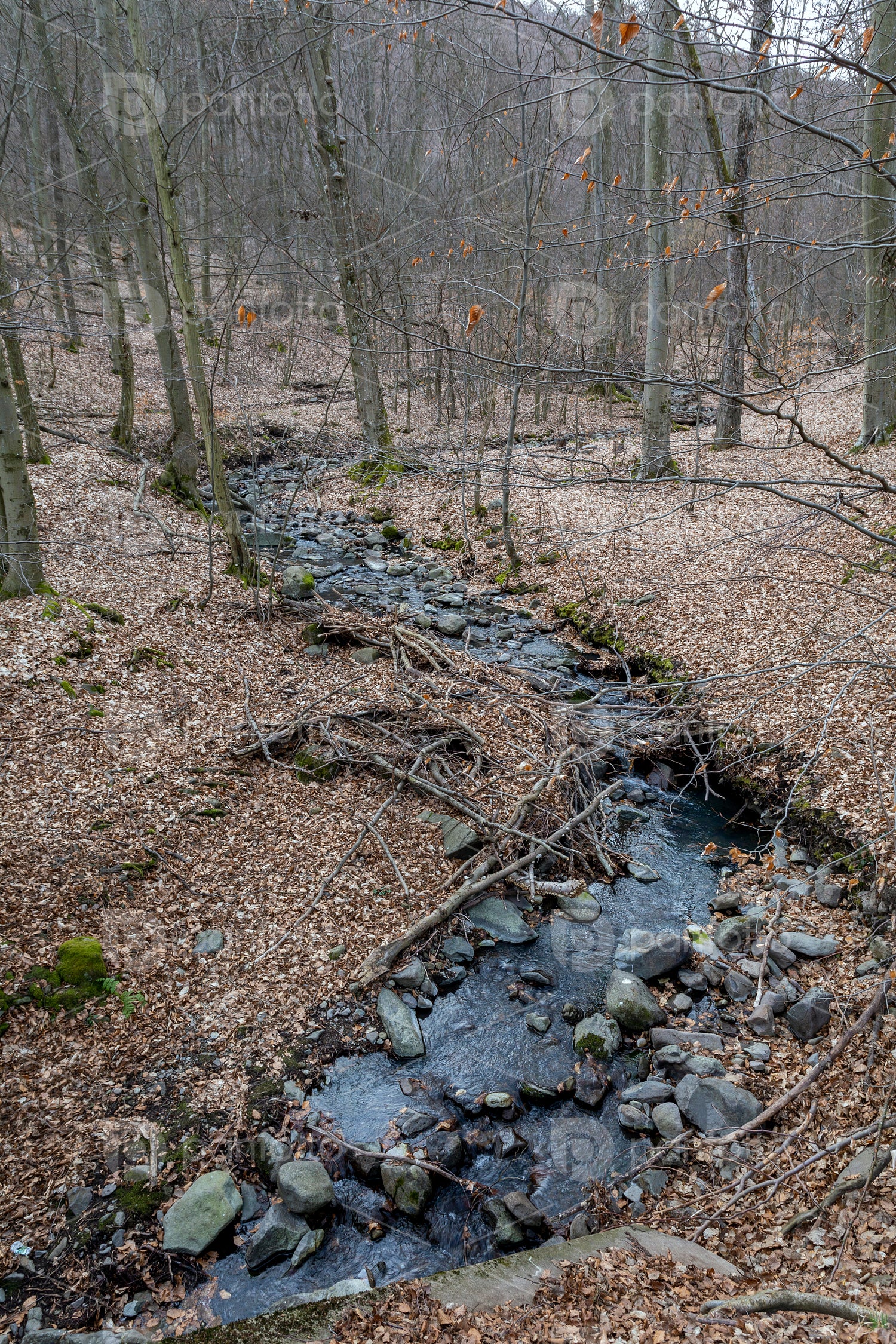 Small creek on the Nagy-Hideg-hegy in the Börzsöny