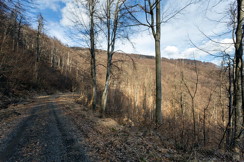 Hiking trail on the Nagy-Hideg-hegy in the Börzsöny