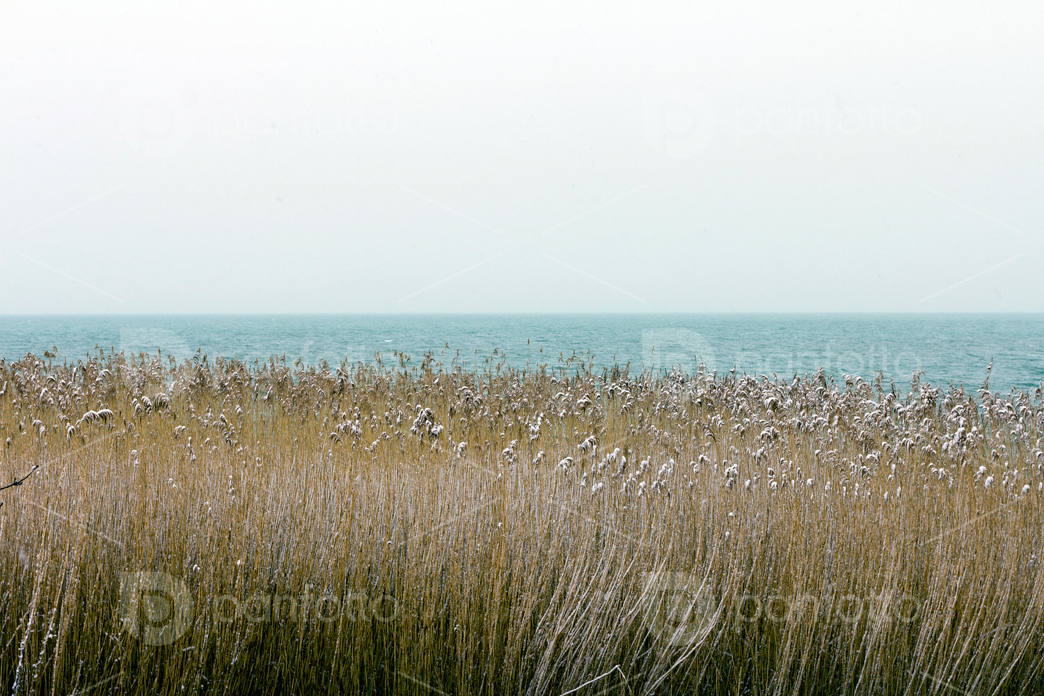 Reeds at Balaton
