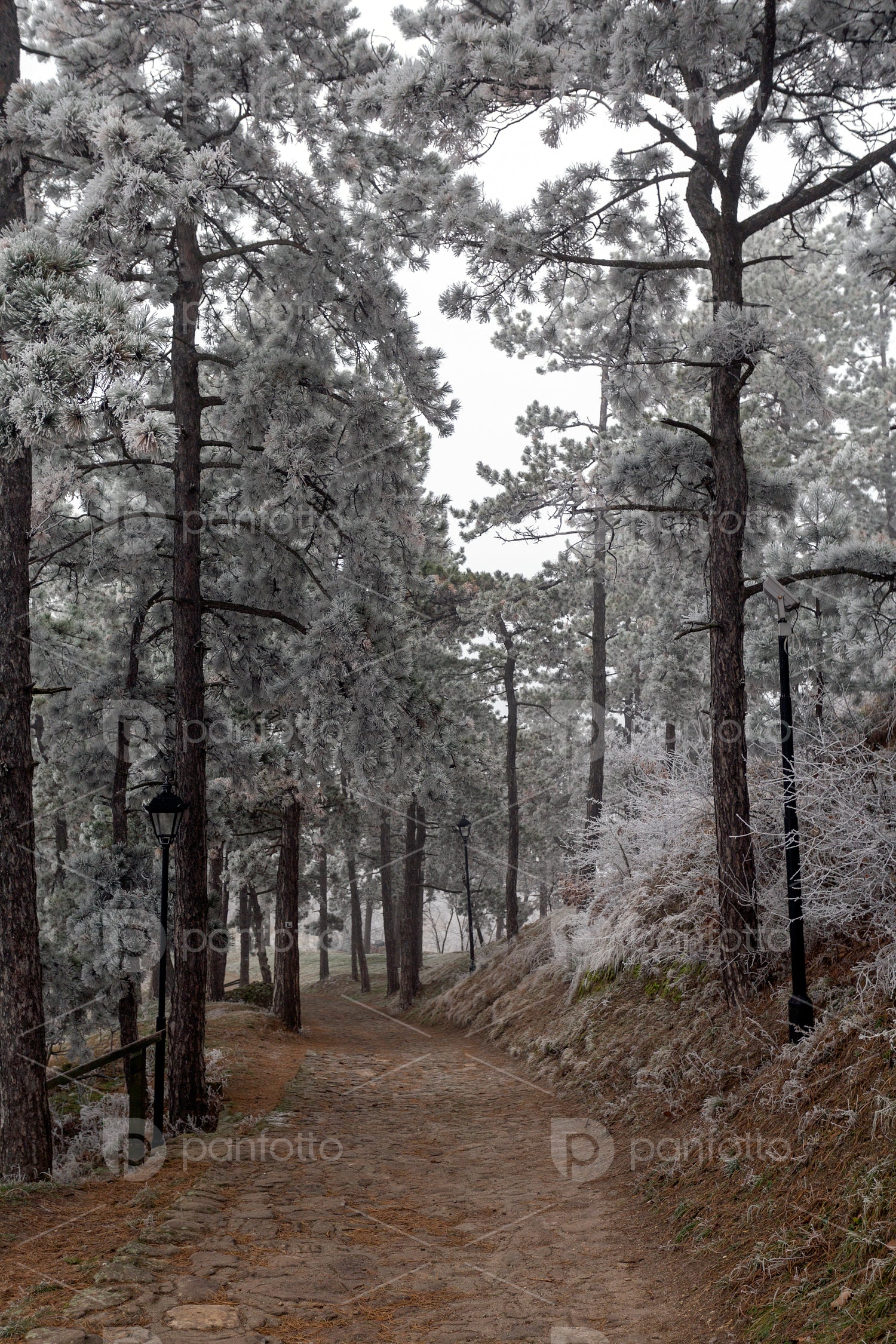 Frosty pine trees in a winter forest