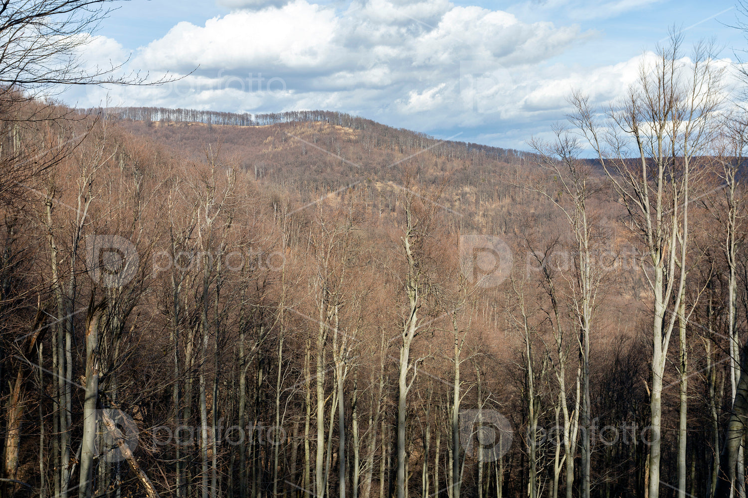 View from the Nagy-Hideg-hegy in the Börzsöny