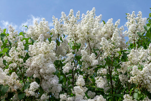 Organ flower