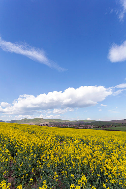 Canola field in the Zemplén