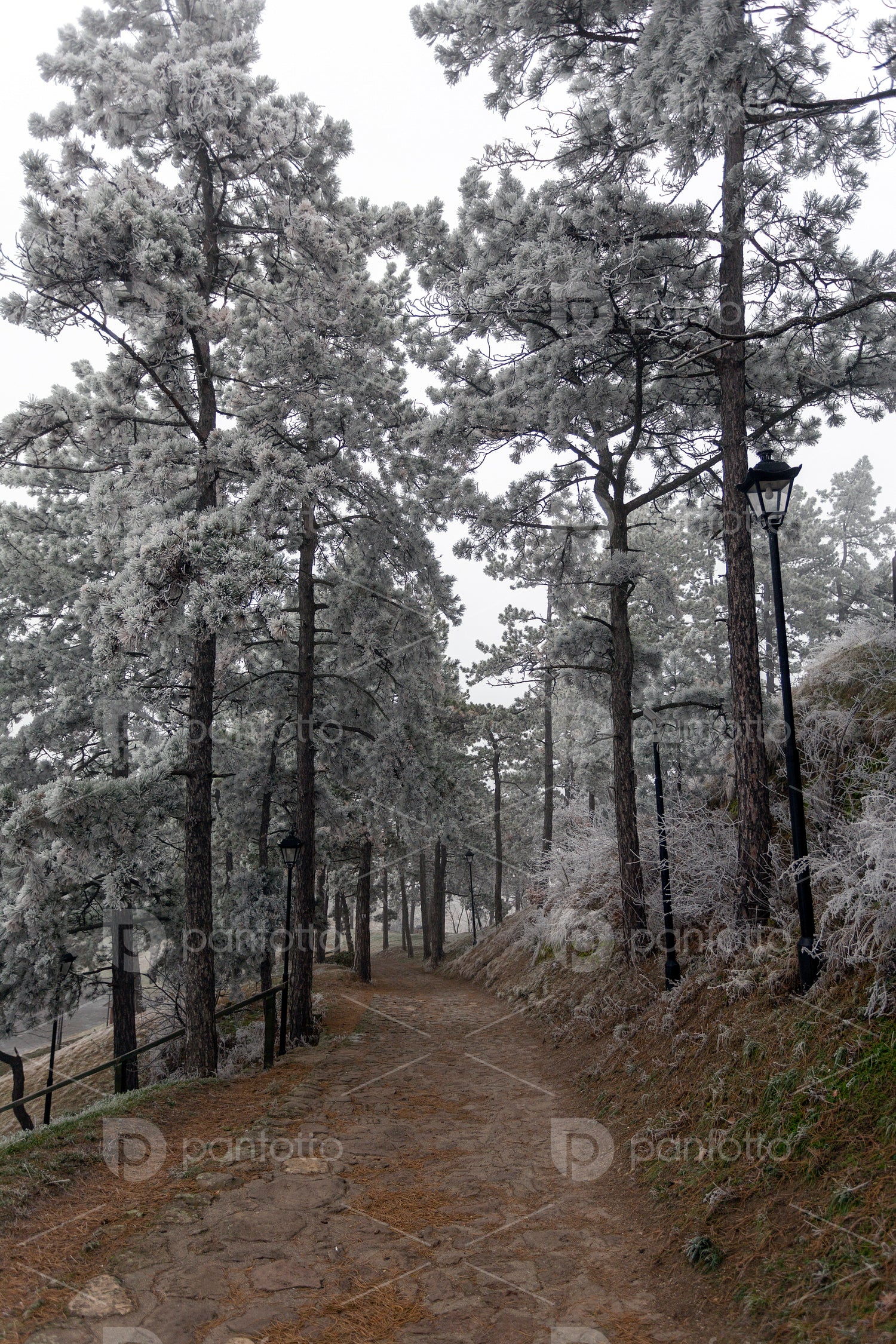 Frosty pine trees in a winter forest