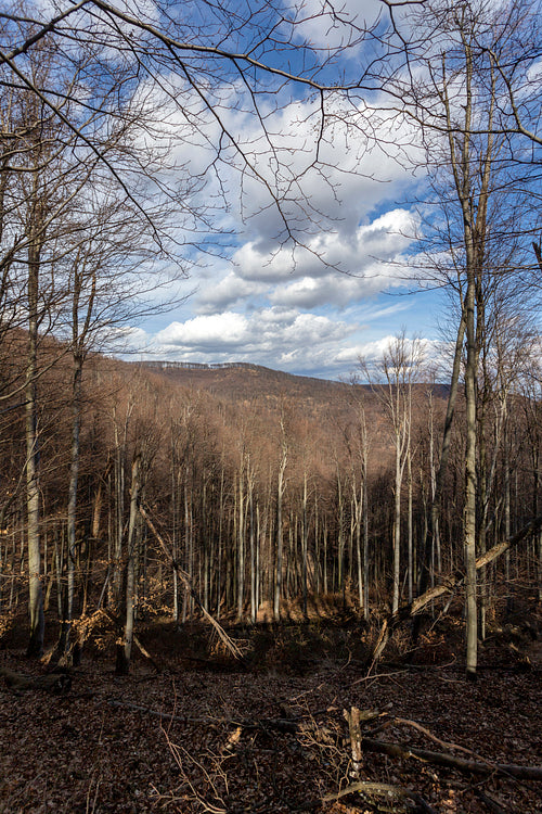 View from the Nagy-Hideg-hegy in the Börzsöny