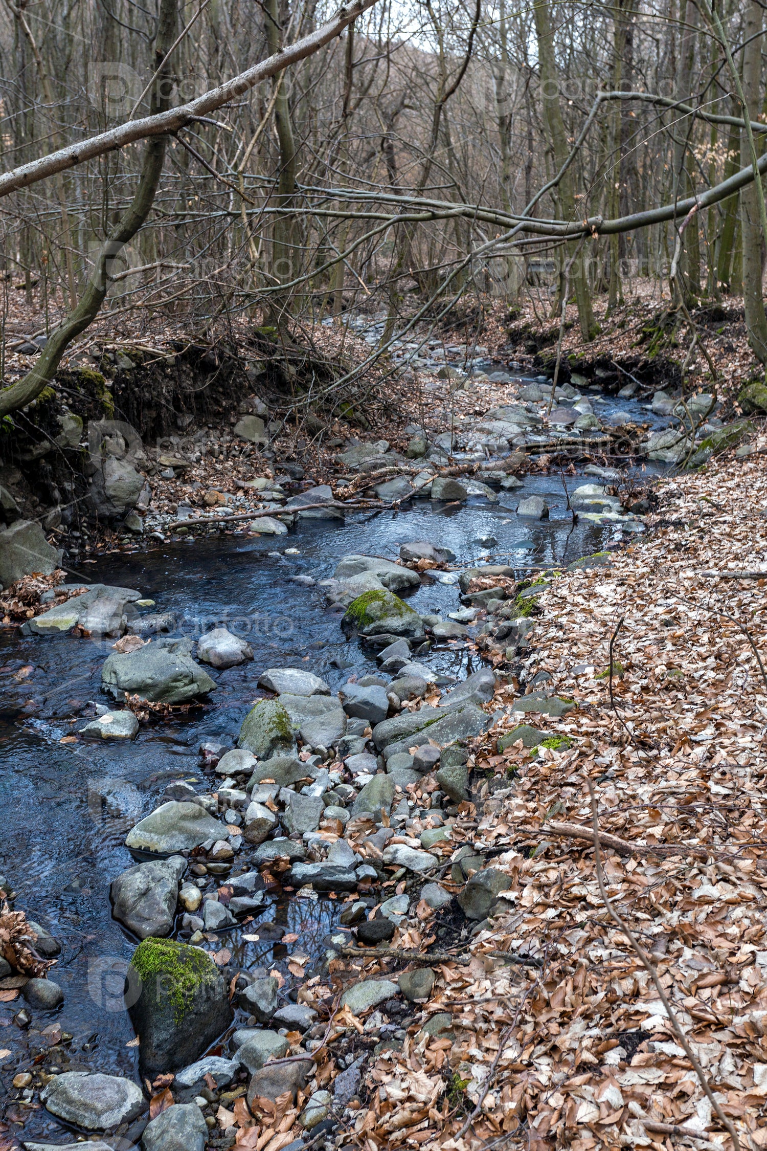 Small creek on the Nagy-Hideg-hegy in the Börzsöny