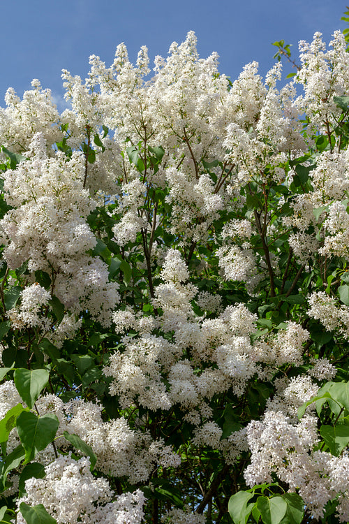 Organ flower