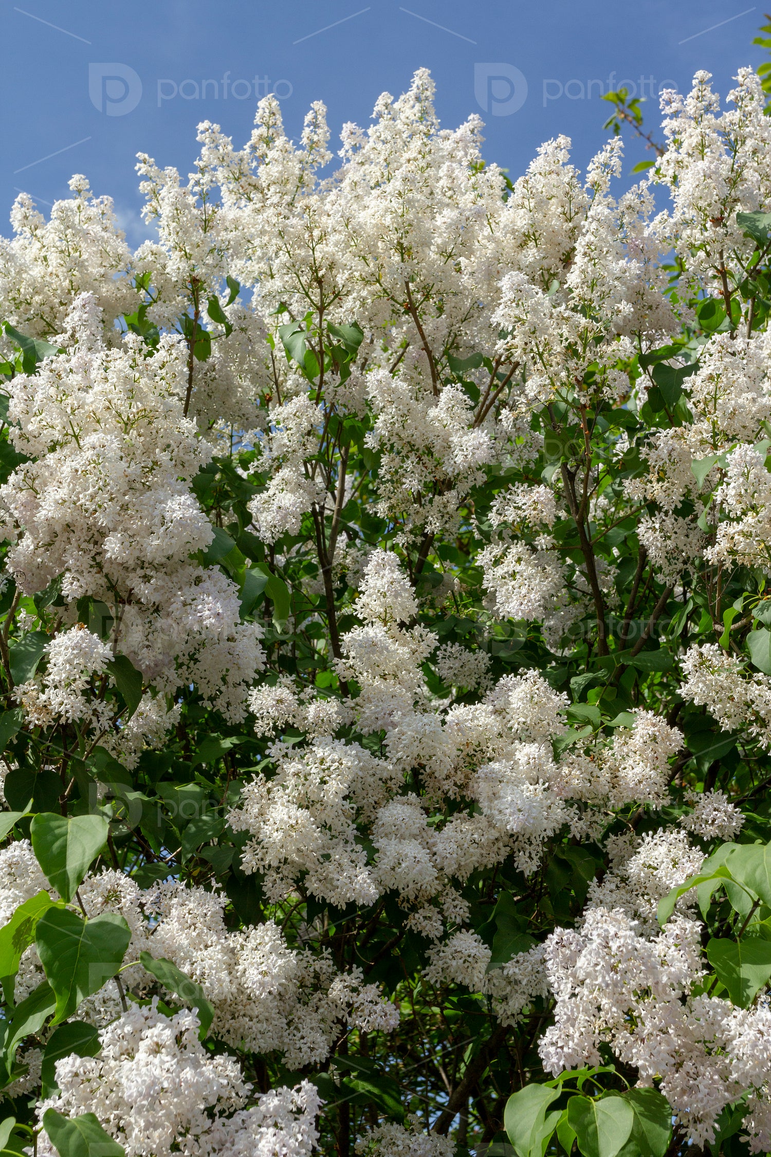 Organ flower