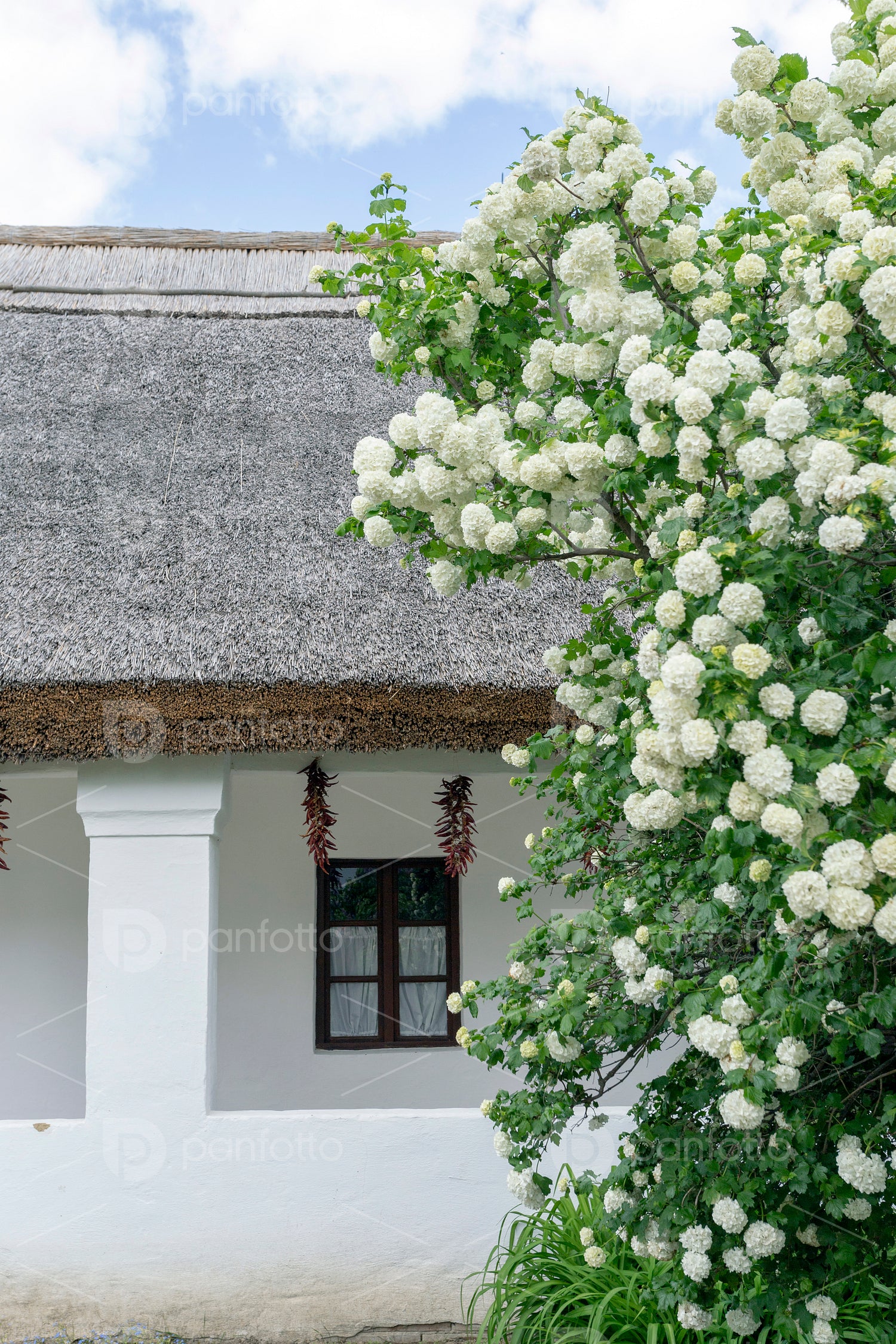 Traditional cottage house of Sükősd