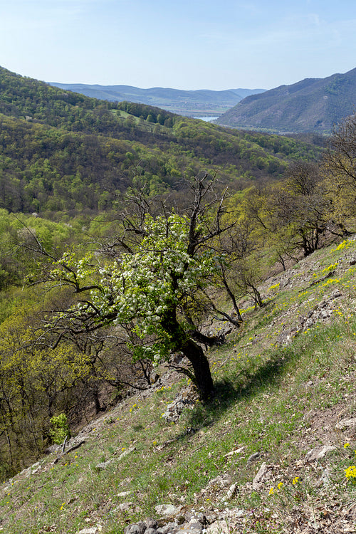 Spartacus trail in the Visegrád Mountains