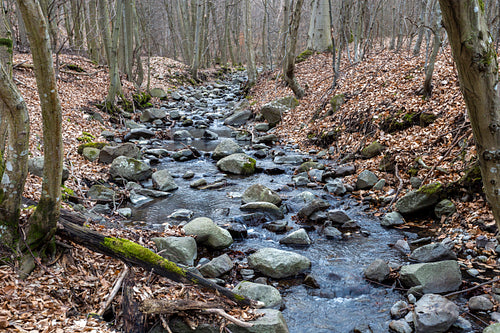 Small creek on the Nagy-Hideg-hegy in the Börzsöny