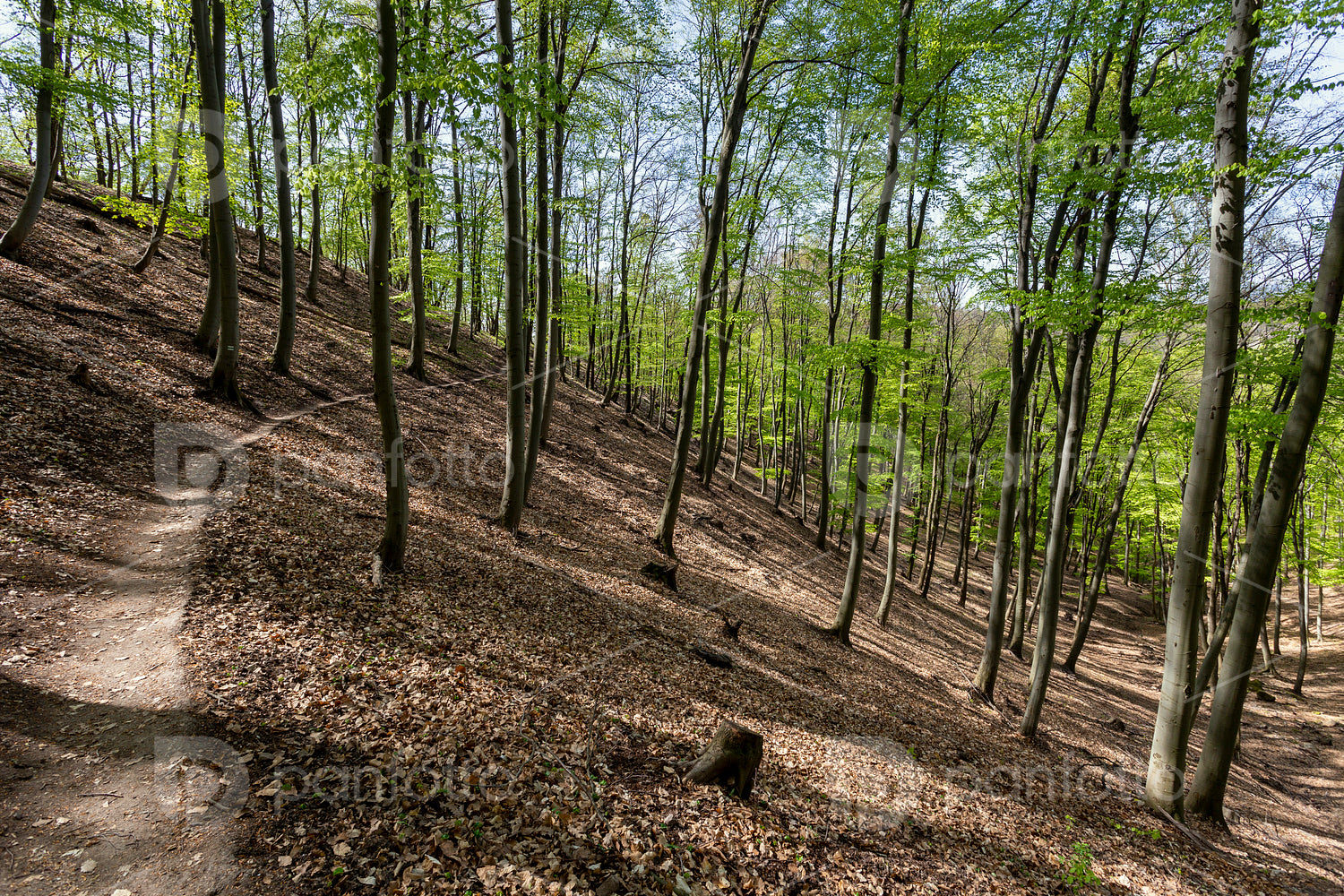 Spartacus trail in the Visegrád Mountains
