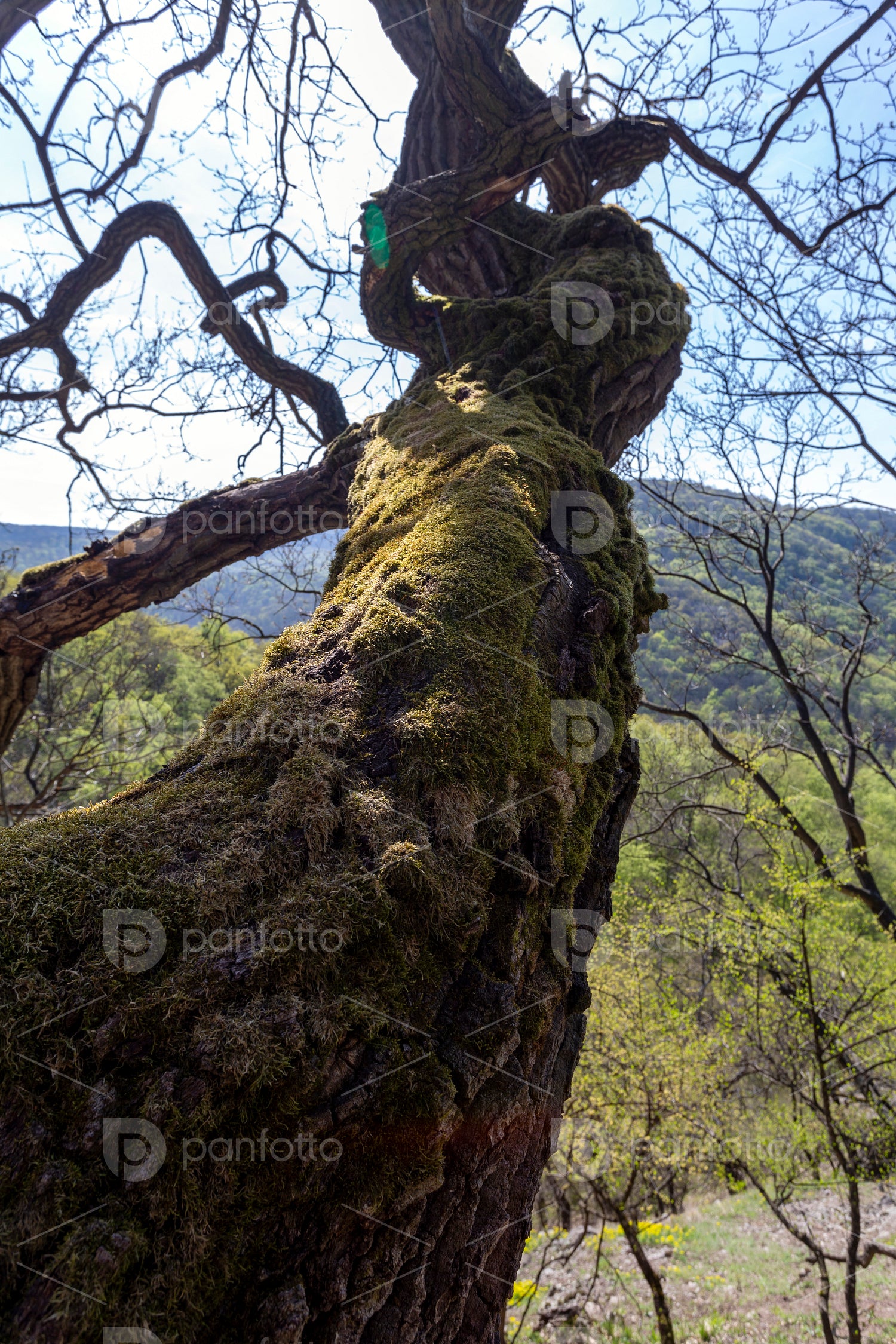 Mossy tree in the Visegrád Mountains