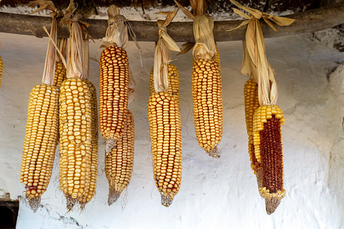 Hanged corn cobs in Szalafő