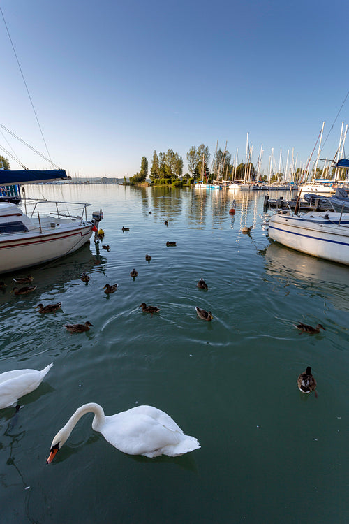 Birds in the lake Balaton on a summer evening.