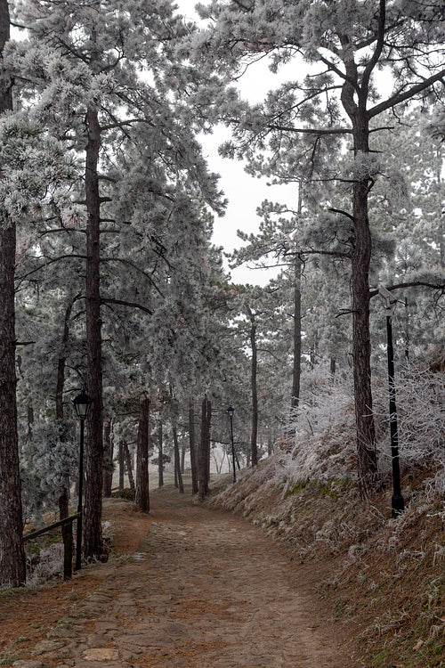 Frosty pine trees in a winter forest
