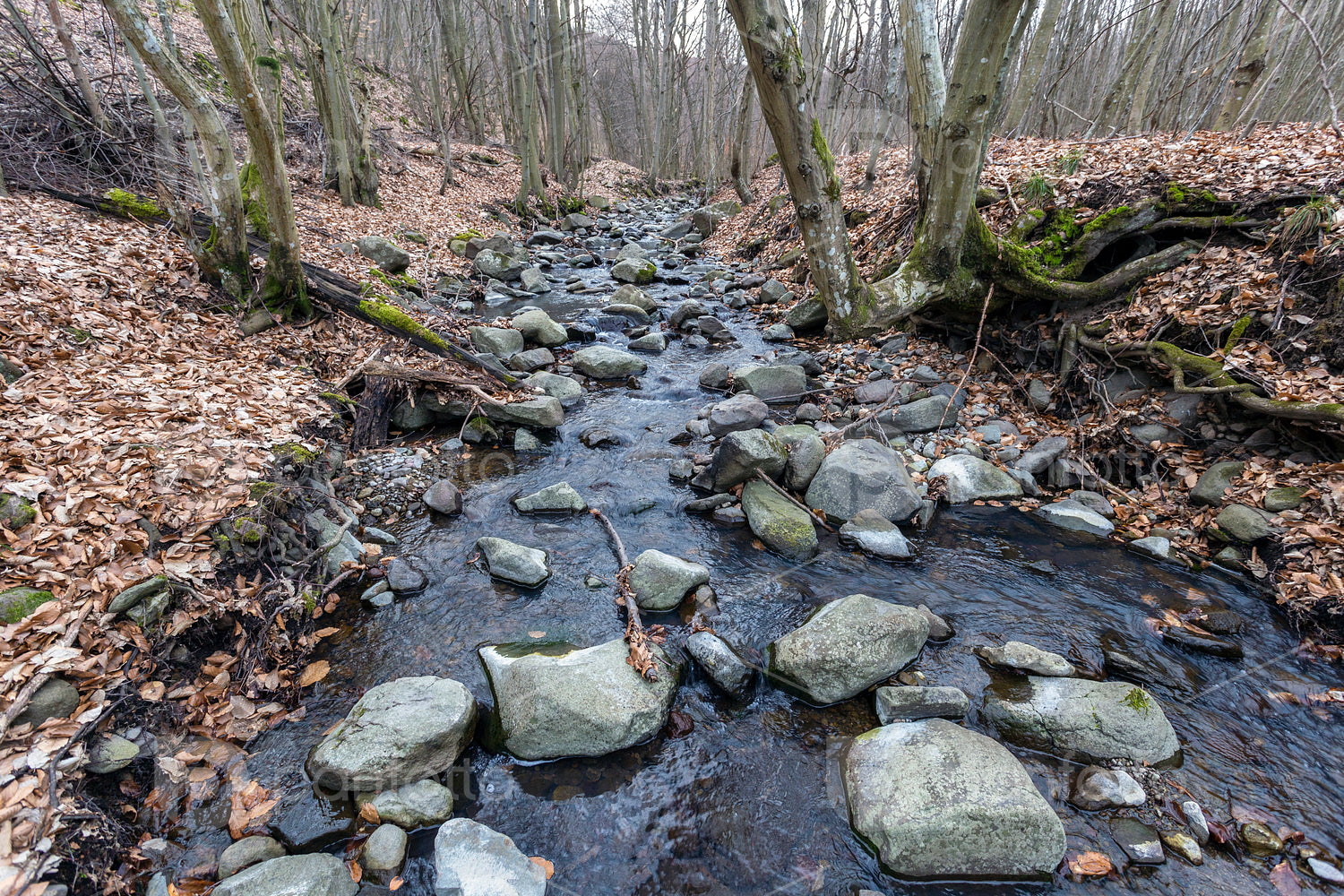 Small creek on the Nagy-Hideg-hegy in the Börzsöny